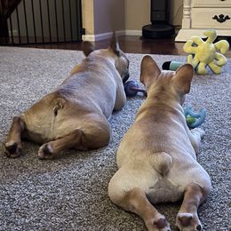 French Bulldog All Grown Up from Head Turner Kennels, LLC