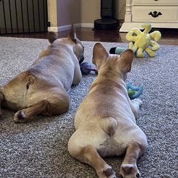 French Bulldog All Grown Up from Head Turner Kennels, LLC
