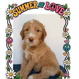 Bobby McGee - Apricot male Goldendoodle puppy in Frostproof, Florida from Lover Dover Doodles