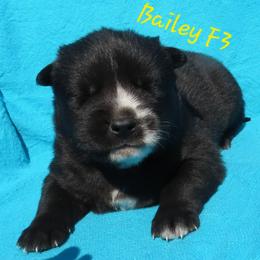 Bailey Female 3 - Black female Siberian Husky puppy in Hiawassee, Georgia from Chastains Huskies