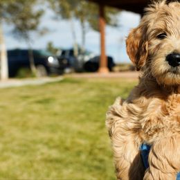 Goldendoodle Puppies from Denver Doodles