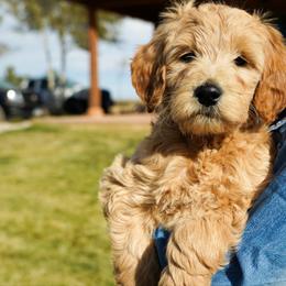 Goldendoodle Puppies from Denver Doodles