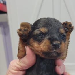 Blackey - Black and tan male Yorkshire Terrier puppy in Chickasha, Oklahoma from SISSYS YORKIES