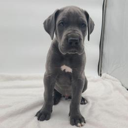 Diesel - Blue male Great Dane puppy in Kannapolis, North Carolina from Carolina Great Danes & Toy Poodles