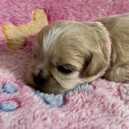 Maltese, Pomeranian, Shih Tzu, and Yorkshire Terrier Puppies from Gibbs Gorgeous Paws LLC