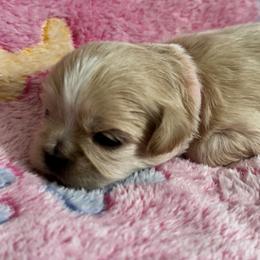 Maltese, Pomeranian, Shih Tzu, and Yorkshire Terrier Puppies from Gibbs Gorgeous Paws LLC