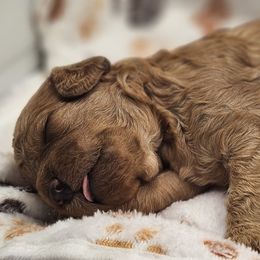 Pumpkin - Red male Cavapoo puppy in Glendale, Arizona from Cool Cavapoos