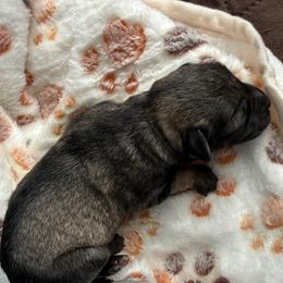 AKC- Smokey - Blue - Salt and pepper male Miniature Schnauzer puppy in Wheeler, Wisconsin from Sue’s Miniature Schnauzers