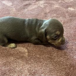 Choc tan girl 1 - Chocolate and tan female Dachshund puppy in Saint Jo, Texas from Reeves Dashing-Hounds