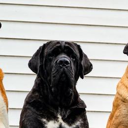 Lux - Mastiff