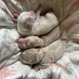Australian Labradoodle Puppies from Rainier Labradoodles