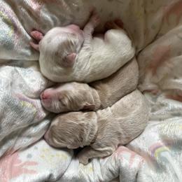 Australian Labradoodle Puppies from Rainier Labradoodles