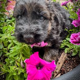 Male 1 - Black and red male German Shepherd puppy in Maryland from Grind Stone Breeding Kennels
