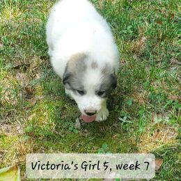 Girl 5 - White and badger female Great Pyrenees puppy in Nicholson, Georgia from Pony Trail Farm