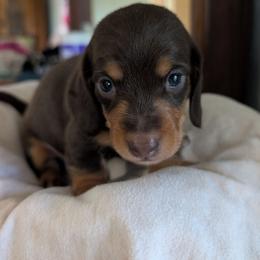 Dark Chocolate - Chocolate and tan male Dachshund puppy in Brantley, Alabama from Lindsey's Puppies