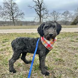 Marty - Black male Whoodle puppy in Smallett, Missouri from Leshas Whoodles