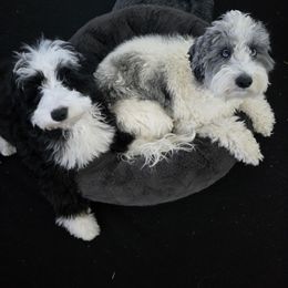 Bernedoodle and Cockapoo Puppies from Doodles of Joy