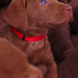 Chesapeake Bay Retriever Puppies from Whiskey Creek Chesapeakes