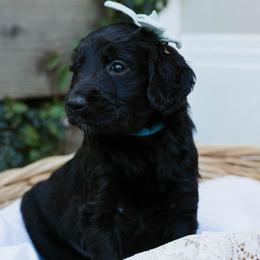 'Bo'-katan - Black female Goldendoodle puppy in Yucaipa, California from Golden Padawan Puppies