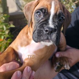 Green - Fawn male Boxer puppy in Buffalo, Wyoming from Jtbuckingham Boxers