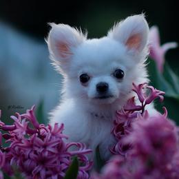 Chihuahua Puppies from DiLusso Chihuahuas