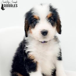 Alysa - Tri-color female Bernedoodle puppy in Tipton, Indiana from Country Creek Doodles