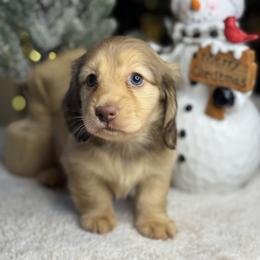 Sugar - Cream female Dachshund puppy in Cherry Valley, California from Sugar and Spice Dachshunds