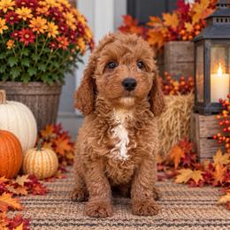 Axel - Apricot male Goldendoodle puppy in Swartz Creek, Michigan from Michigan Doodles