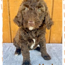Maple - Phantom female Goldendoodle puppy in Caddo Mills, Texas from Fire Wife Doodles