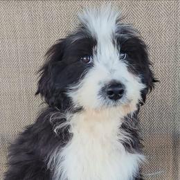 Ezra - Black & white female Australian Shepherd puppy in Limestone, Tennessee from Pilot Hill Teddy Bear Puppies