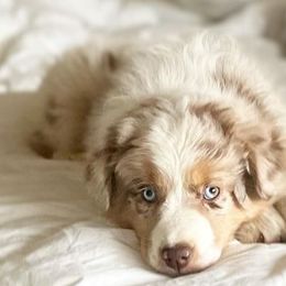 Miniature American Shepherds and Miniature Australian Shepherds from Scv minis