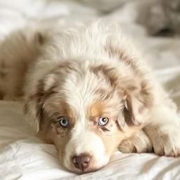 Miniature American Shepherds and Miniature Australian Shepherds from Scv minis