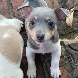 Blue female 2 - White and blue female Teddy Roosevelt Terrier puppy in Russellville, Kentucky from Mud-E Acres Kennel
