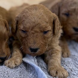 Shepherd - Apricot male Goldendoodle puppy in Stevens, Pennsylvania from Pebble Paws Lane