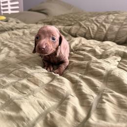 Lexi - Fawn (Isabella) female Dachshund puppy in Victorville, California from Wirz’s Weens