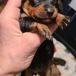 Dachshunds from Blue Bird Doxie's