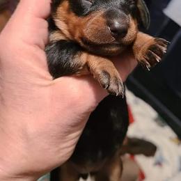 Dachshunds from Blue Bird Doxie's