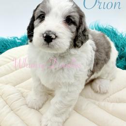 Orion - Blue merle male Bernedoodle puppy in Omaha, Nebraska from Whimsy Doodles