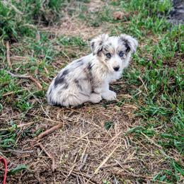 Lad - Brindle merle and white male Cardigan Welsh Corgi puppy in Hotchkiss, Colorado from Bell S Ranch