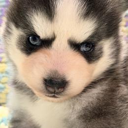 Georgia - Tri-color female Pomsky puppy in Aberdeen, Idaho from Willow Creek Cresteds