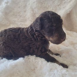 Goldendoodle, Labradoodle, and Poodle Puppies from Cuddles and Curls - NC Doodles
