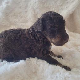 Goldendoodle, Labradoodle, and Poodle Puppies from Cuddles and Curls - NC Doodles