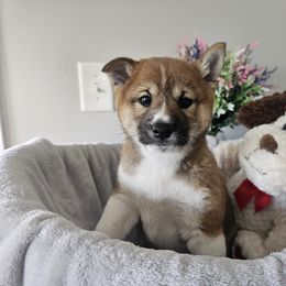 Shiba Inu Puppies from Shiba Shenanigans