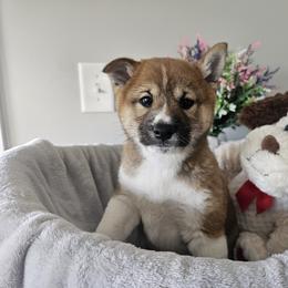 Shiba Inu Puppies from Shiba Shenanigans