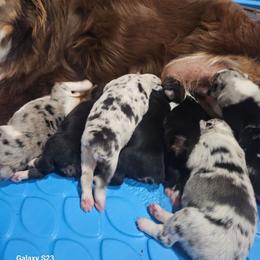 Tbd - Blue merle female Australian Shepherd puppy in Wauneta, Nebraska from 4H Aussies