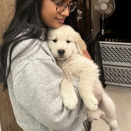 Golden Retriever Puppies from Winterview Golden Retrievers