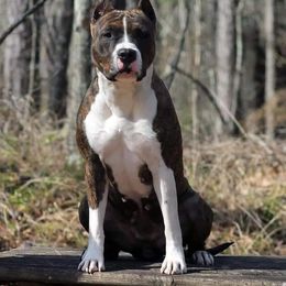 American Staffordshire Terrier All Grown Up from Homegrown Amstaffs