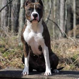 American Staffordshire Terrier All Grown Up from Homegrown Amstaffs