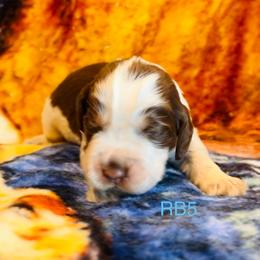 RB5 - Tri-Roan male English Springer Spaniel puppy in Britton, South Dakota from K&S Canines