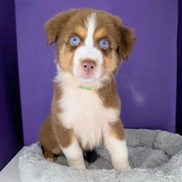 Jasmine3Boy4- RTM,NBT, blue eyes likely, CHIC-OFA-DNA-AKC Titled Parents - Red tri-color male Australian Shepherd puppy in South Hill, Virginia from Silverside Aussies LLC